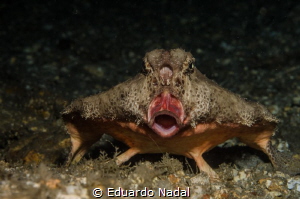 barfish by Eduardo Nadal 
